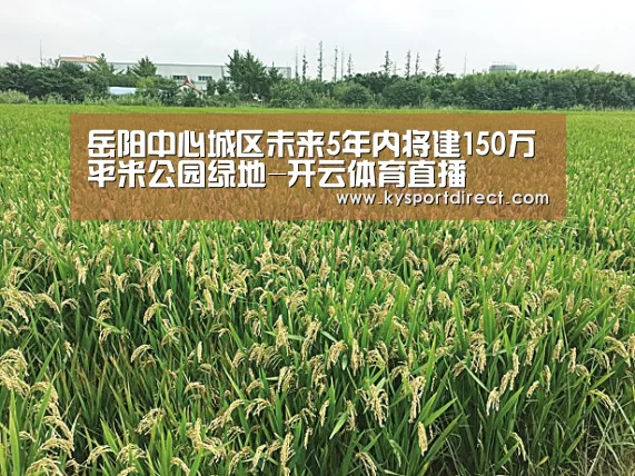 开云热门赛事